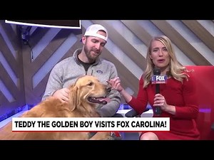 Teddy the TikTok Dog