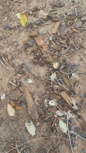 1.6K views · 16 reactions | This stress between the mule and the...