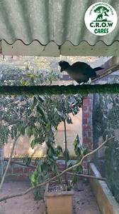 🦜💜 Watch this Purple-crested Turaco bust a move! 💃✨ These dazzling birds, with their vibrant purple crests and striking green plumage, are not just beautiful to look at but also full of personality! Found in the forests of southeastern Africa, the Purple-crested Turaco is known for its loud, distinctive calls and its love for fruit. 🌟 Fun Fact: Did you know the Purple-crested Turaco is the national bird of the Kingdom of Eswatini (Swaziland)? Talk about royal feathers! 👑 Join us in celebrat