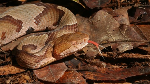 How dangerous are copperheads? Here's how to keep them out of your Louisiana backyard