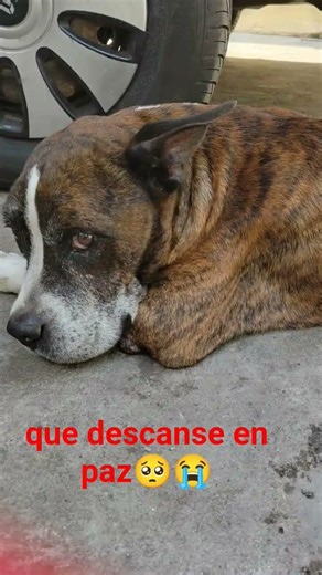 aquí los que tuvieron que pasar por eso 😭🥺😭