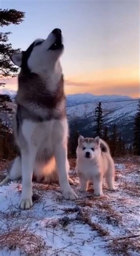 Learning to howl like a wolf, broken voice edition