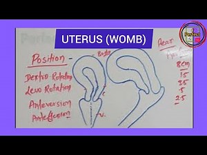 Uterus Position | Anteversion, Retroversion, Flexion & Rotation Explained