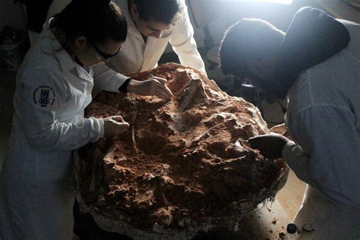 Brasil: hallan lo que podría ser el fósil de dinosaurio más antiguo del mundo
