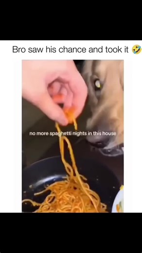 Funny Dog Moments That Will Make You Laugh