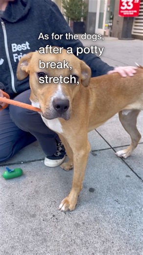 If you also want to help, Best Friends is asking people to adopt or foster a dog or cat from your local shelter to help the animals affected by Hurricanes Helene & Milton. By adopting or fostering from your local shelter or rescue, you’ll make room for dogs and cats from shelters affected by the storms.If you happen to live near one of our lifesaving centers, it is easier than ever to help because Best Friends is waiving all adoption fees at all our lifesaving centers through October 20th. 🧡 -j