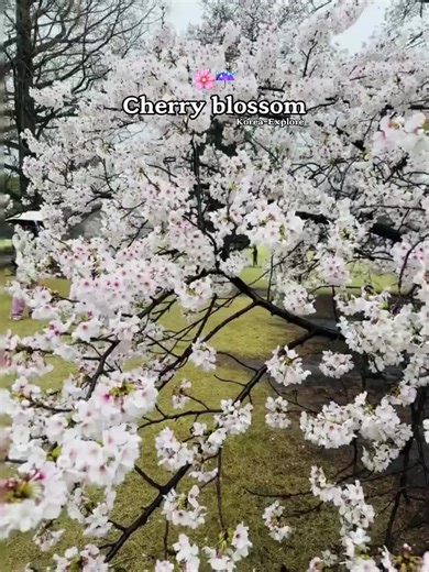 Cherry blossom 🌸 Spring Season 🌸 #봄🌸 #봄꽃 #봄꽃다발 #봄꽃스타그램 #봄꽃놀이🌸 #대한민국 #꽃 #꽃스타그램 #spring #springtime #flowers #대전봄꽃