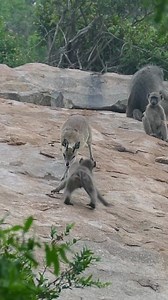 Baboons_Versus_Klipspringers_-_Rare_Footage | Animals voice