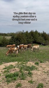 Rotational Grazing: its the start of a new grazing season! With a drought last summer and not as much rain as we’d like yet this year, the pastures are not as lush as we’d like yet, but they’ll get there. We hope you enjoy watching our girls frolicking as much as we do. #homestead #homesteading #sustainable #nebraska #rawmilkdairy #regenerativeagriculture #dairycow #familycow #rawmilk #cow #grassfed #rotationalgrazing #jerseycow #guernsey #brownswiss #cutecows | The Little Red Farm
