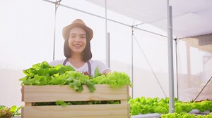 Woman farmer in a greenhouse with fresh vegetables Free Stock Video Footage