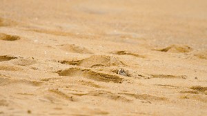 Download A ghost crab digging sand to make a hole on the beach for free