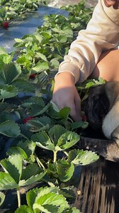 Lucas way of strawberry picking🍓 | Lucas and Gabriel