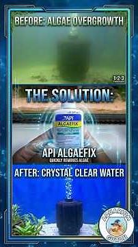 API Algae Fix | Crystal Clear Water | Algae Free in Minutes