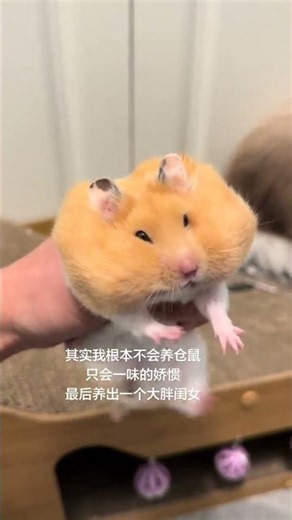 Indulge in a Mouse's Dream Life: The Ultimate Rat Care Guide