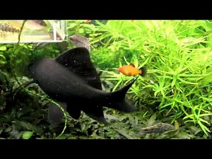 Black Shark - Labeo chrysophekadion