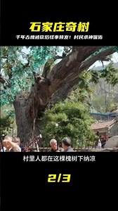A thousand-year-old locust tree was discovered in Shijiazhuang; strange things have been happenin...