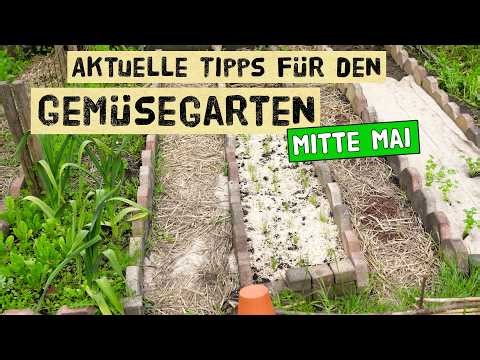 Gartenarbeiten, Aussaaten und Gemüse pflanzen nach den Eisheiligen 2026 - Selbstversorgung im Mai