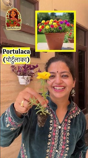 5 Must-Have Summer Flowers ☀️ Poori garmi mein khilenge