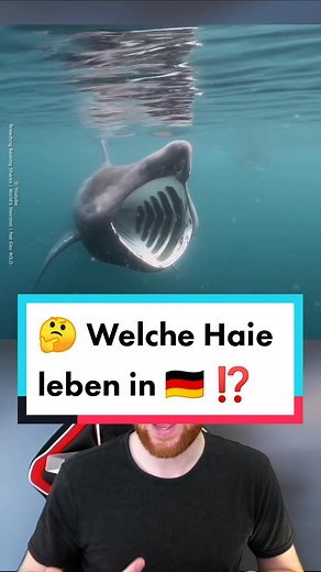 Entdecke die Haie der Nordsee: Giganten im Wasser