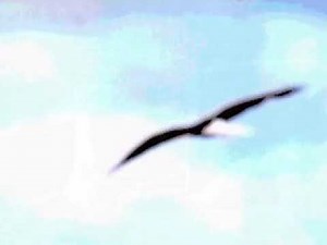 Wings of Babylon