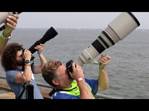 Sigma 150-600 Contemporary "Real World Review": The BEST Wildlife / Sports lens for under $1,000?
