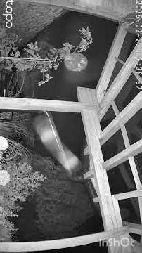 #23 Interdimensional beings - 23rd of September, 2025