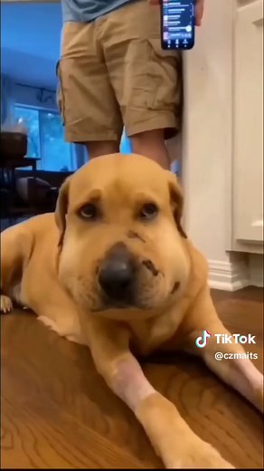 Dog Ate a Bee: Funny Videos of Puppies and Green Screen Moments