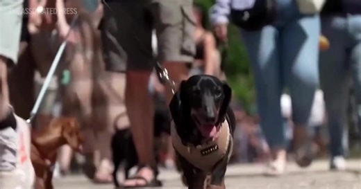 American Kennel Club releases list of most prevalent dog breeds in America for 2025