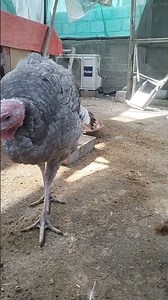"Live Turkey Birds | Rooftop Farm Feeding & Morning Routine" #shorts