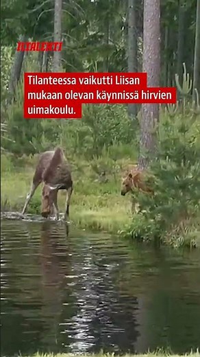 🫎 Liisa todisti hirvien uimakoulua mökkipihalla