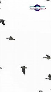 Geese: Nature’s Remarkable Navigators