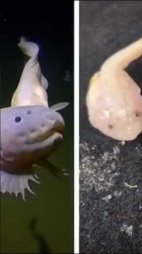 The Slug Fish in the Deep Ocean #science #documentary #ocean