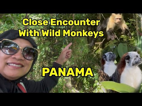 Monkey Island Tour 🐒 Gatun Lake - Panama 🇵🇦