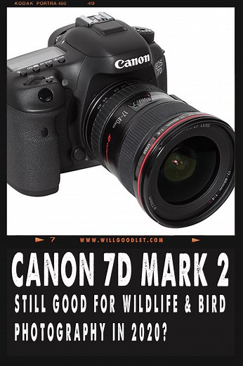 7D Mark II in 2023: A Must for Wildlife Photography?