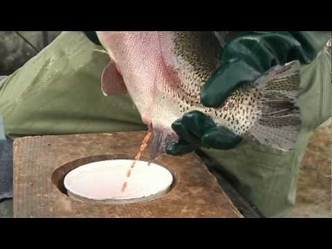Cedar Crest Trout Farm Documentary