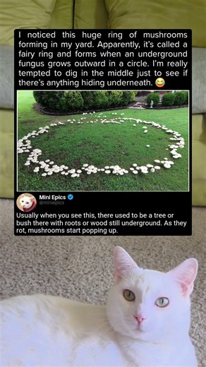 Something Underground Created This Giant Mushroom Circle