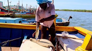 580K views · 4.7K reactions | In this video we catching a mullet fish using bread bait for the first time this kind of fishing | Kadal Raasa Fishing | Facebook