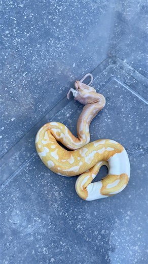 Incredible specimen, just look at how flexible the jaws and how powerful the muscles are #ballpython