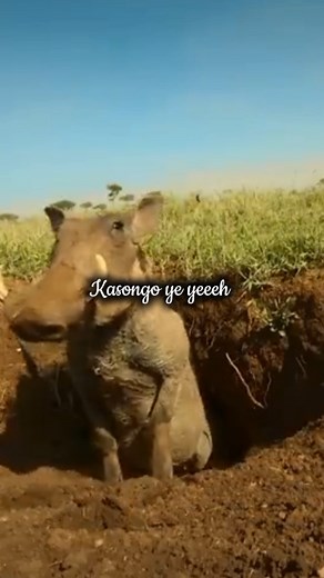 English Translated Lyrics of Kasongo by Orchestra Super Mazembe