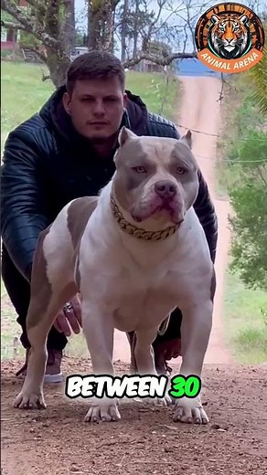 Alabai vs. Pitbull: Which Breed is Your Favorite? 🐕💪