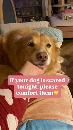 🎆🐾 Why you should comfort your dog during fireworks Fireworks can trigger intense fear in dogs due to sudden loud noises and vibrations, activating their stress response and elevating cortisol levels. Comforting your dog during these moments doesn’t reinforce fear; it provides emotional stability and helps them recover more quickly. How to support your dog: • Stay calm and speak in a gentle, reassuring tone. • Offer a safe, quiet space with familiar bedding. • Play music like Reggae music, dru