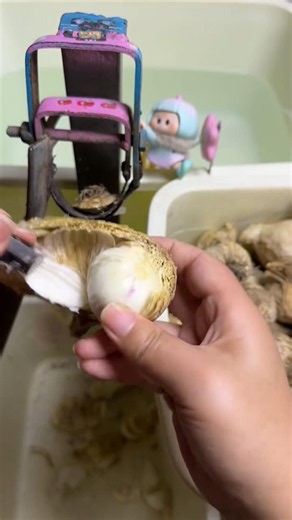 Very nice practical idea to grow garlic