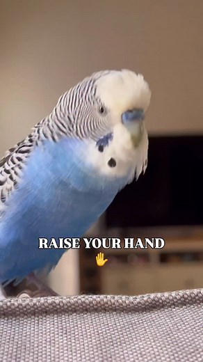 send to your friends and ask I guess🤷‍♂️ If this is what Blue wants to ask it is what Blue asks. Day 366 of posting my blue birb Blue to get him 1 million followers as a challenfe to people who said it is just a bird and no one cares. #budgerigars #petstagram #budgiebird #cuteanimals #birdlovers #birdsofinstagram #budgie #budgielovers #feather_perfection #budgielife #birdlife #growingup #budgielover #budgiegram #featheredfriends #parakeets #pet #petbird #cute #budgiesofinstagram #petbirds #bird