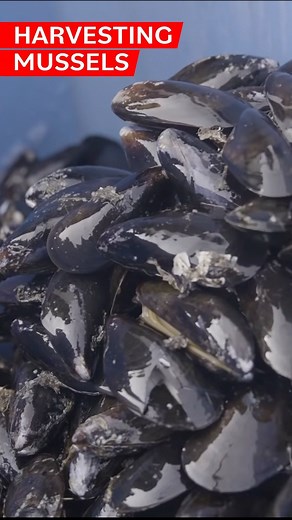 Eater on Instagram: "Take a trip with Eater’s Dan Geneen (@danielgeneen) to Maine’s Bangs Island Farm to see how thousands of pounds of rope-grown mussels are sustainably raised, harvested, and processed."