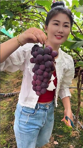 Harvesting Fresh Purple Grapes 🍇 | Organic Farm Life #HealthyLiving #NatureLovers #FarmToTable