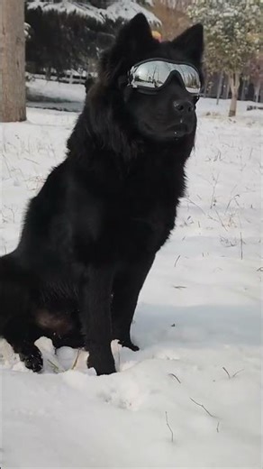 A Dog's Makeover Magic: From平凡到帅气的转变