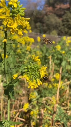 Jardin gastronomique on Instagram: "Les pollinisatrices ont profité de la matinée ensoleillée pour faire le plein. Les fleurs de brocolettis ont accueilli plusieurs espèces d’abeilles et de mouches avides de pollen et de nectar. Le temps gris et pluvieux met les insectes à rude épreuve. Au moins, pas de neonicotinoïdes pour alourdir leur peine dans nos cultures… 🐝 #abeille #🐝 #jardingastronomique #lourmarin #luberon"