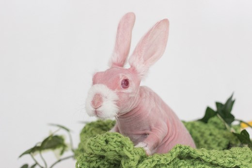 Hairless Rabbits: Everything You Need To Know - Here Bunny