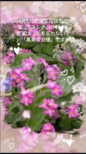 4月5日の誕生花は勿忘草（ワスレナグサ）。花言葉は「私を忘れないで」「真実の友情」です。 #グルメ #花言葉 #いい言葉 #カフェ #愛され