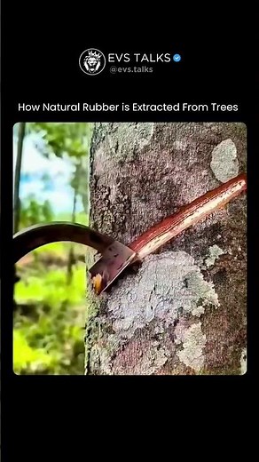How Natural Rubber Is Extracted From Trees 😳🌳 | Amazing Traditional Process!